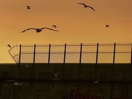 voando ao pôr do sol 