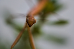 Os olhos da Mantis 