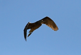 GORAZ - Nycticorax nycticorax 