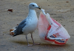 plastic food 