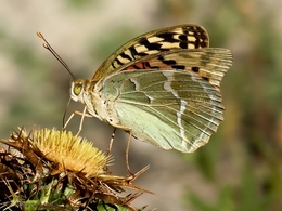 Argynnis pandora 