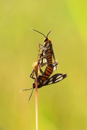 Mating 