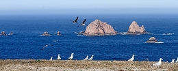 Berlengas - habitat natural de gaivotas 