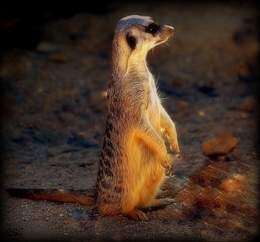 Suricata 