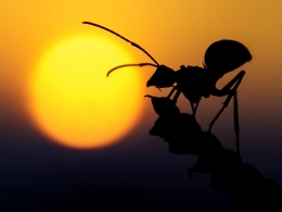 ants silhouette 