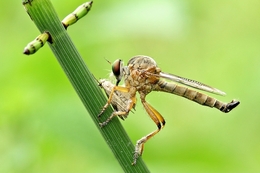 Robberfly Lunch 