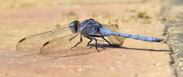 Libelinha azul 