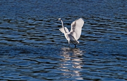 GARÇA-BRANCA-GRANDE, Egreta alba 