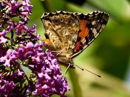 Borboleta 