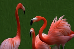 flamingos______ 