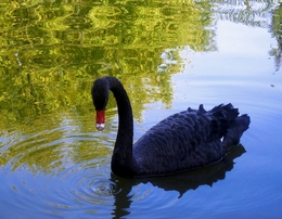 o cisne negro 