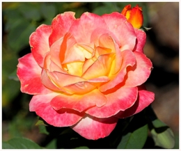 Rosa do meu jardim 