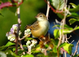 Cisticola 