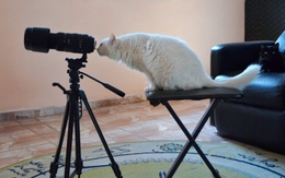 Cat photographe 