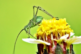 Mini Grasshopper 