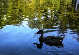 black swan 