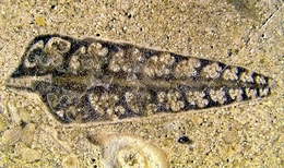Fóssil concha 