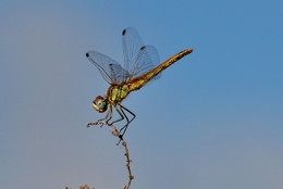 Libélula _Sympetrum fonscolombii 