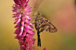 borboleta de cauda 