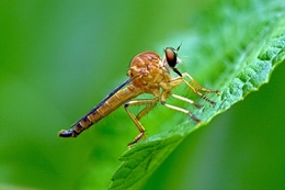 Robberfly 