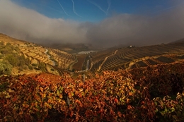 NEBLINAS MATINAIS - QUINTA DO VESÚVIO 