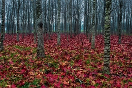 Tree Parade 