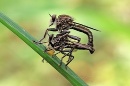 Mating Robberfly 