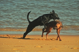 mundo cão 