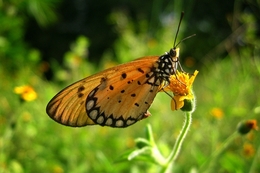 Macro-butterfly 