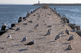 O pontão das gaivotas 