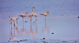 O beijo dos flamingos 