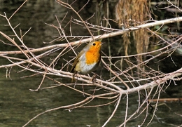 PISCO-DE-PEITO-RUIVO, Erithacus rubecula 