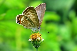 a Little Butterfly 