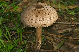 Um cogumelo 