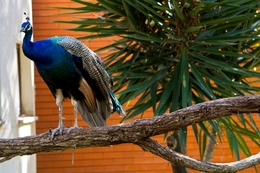 Pavão 