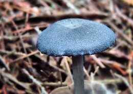 Os cogumelos azuis existem 
