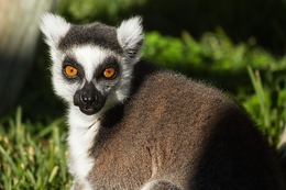 Lemur 