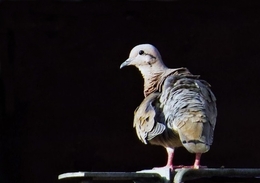 Pomba campestre (Zenaida auriculata) 