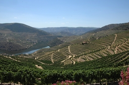 Douro vinhateiro 