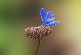 A PRINCESA DE MANTO AZUL 