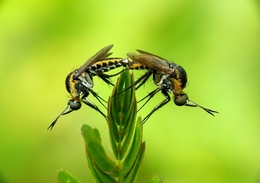 Mating Hunchback Flies 