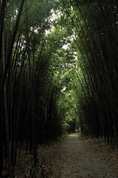 Caminho de bambus 