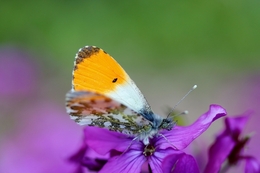 borboleta Anthocaris... 