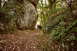 Passeando na floresta 