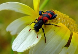 Escaravelho 