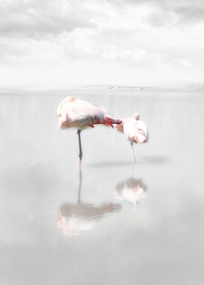 Flamingo dream 