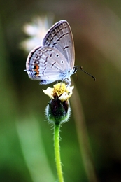 White Butterfly 
