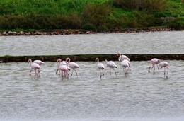 Flamingos no Estuário do Tejo 