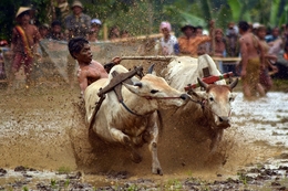 action the joky cow race 