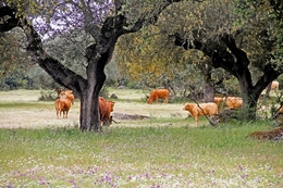 "O meu" Alentejo 